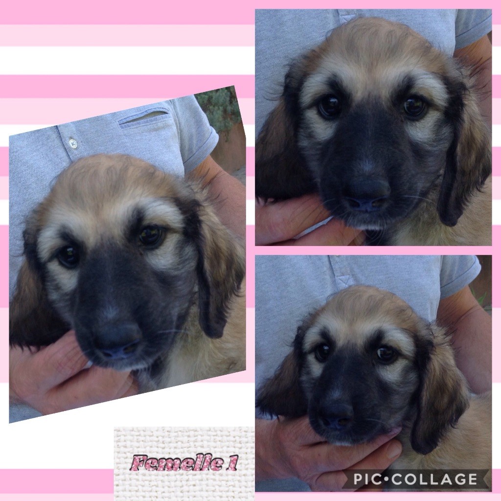 De Damara's - Chiots disponibles - Levrier afghan