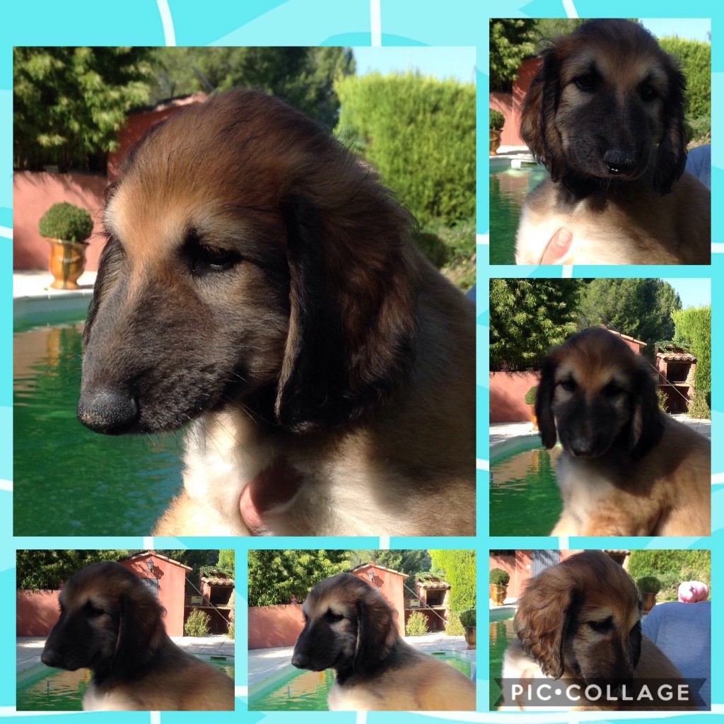 De Damara's - Chiots disponibles - Levrier afghan